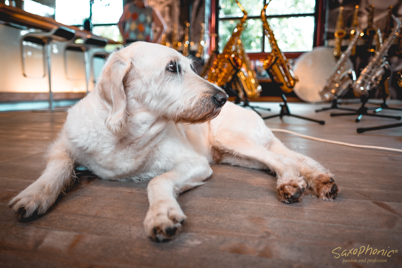 Hunde und Saxophon Musik